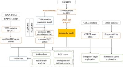 A novel strategy for precise prognosis management and treatment option in colon adenocarcinoma with TP53 mutations